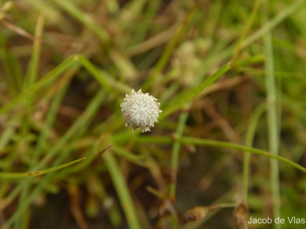 Eriocaulon quinquangulare L.